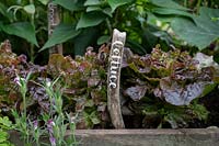 Handwritten wooden label in wooden container planted with Lactuca sativa - Lettuce. 
