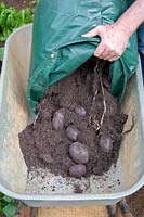 Gardener harvesting Solanum tuberosum - Albert Bartlett purple majesty potatoes from a grow bag into wheelbarrow. 