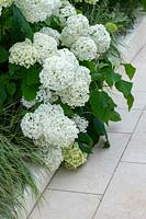 Hydrangea arborescens 'Annabelle' growing by white paving in the 1 in 10 garden, designed by Charlie Hartigan at RHS Tatton Park flower show, 2019.