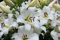 Lilium 'Pulsar' - Oriental Trumpet Lily 'Pulsar'