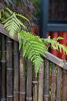 Pteridium aquilinum - Bracken on a bamboo fence in the Equilibrium garden, designed by Richard Heys MICHort and Audra Bickerdyke, working with female prisoners at HMPPS and YOI Styal, at RHS Tatton Park Flower Show, 2019.