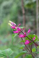 Salvia involucrata 'Boutin' - Rosy Leaf Sage 'Boutin'
