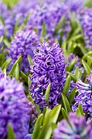 Hyacinthus orientalis 'Blue Jacket' - Hyacinth 'Blue Jacket'