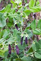 Pisum sativum var. saccharatum - Mangetout 'Shiraz' 