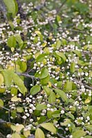 Euonymus hamiltonianus 'Popcorn' - Hamilton's spindletree