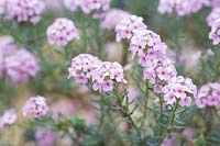 Aethionema cordifolium - Lebanon Stonecress - May