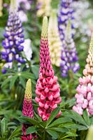 Lupinus 'The Page' - May