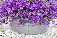 Campanula 'True Blue' flowers growing in a container - Bellflower 'True Blue' - May