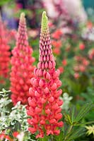 Lupinus 'Beefeater'- Lupin 'Beefeater' - May