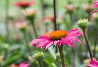 Echinacea 'Pink Shimmer' - Coneflower 'Pink Shimmer' - July