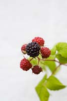 Rubus occidentalis 'Black Jewel' - Black raspberry fruit - July