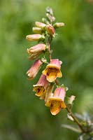 Digitalis obscura - Willow-leaved Foxglove -July