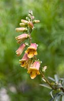 Digitalis obscura - Willow-leaved Foxglove - July