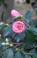 Camellia x williamsii 'Jenefer Carlyon' - Camellia 'Jenefer Carlyon'