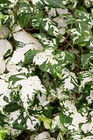 Hedera Helix 'Calico' - English Ivy 'Calico' 