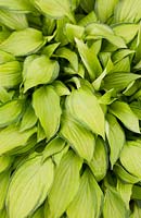 Hosta 'Twist of Lime' - Plantain Lily 'Twist of Lime'
