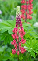 Lupinus 'My Castle' - Lupin 'My Castle' 
