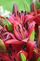 Lilium Longiflorum 'Original Love' - Asiatic Lily