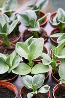 Vicia faba - Broad Bean plants in greenhouse. 