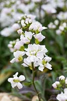 Arabis alpina subsp. caucasica 'Flore Pleno' - Mountain Rock Cress 'Flore Pleno'