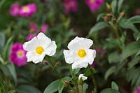 Cistus laurifolius - Laurel-Leaved Rock Rose 