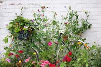 Sweet peas, Strawberries and other flowering perennials growing around bicycle frame. 