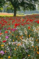 Wildflowers at Hever Castle, Kent, UK.