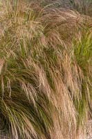 Nassella tenuissima - Mexican feather grass
