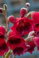 Gladiolus 'Ruby' - Papilio Hybrid - Sword Lily 'Ruby'
