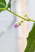Phaseolus vulgaris 'Cobra' - Climbing French bean flower