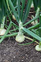 Allium capa - Onion 'Ailsa craig'
