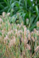 Hordeum hystrix - Mediterranean barley