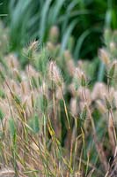 Hordeum hystrix - Mediterranean barley