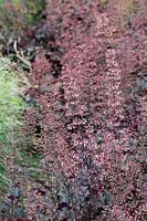 Heuchera 'Purple petticoats' - Alum root 