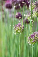 Allium ampeloprasum var. babingtonii 'Green Drops' 