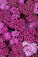 Achillea millefolium 'New vintage violet' - Yarrow