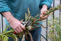 Gardener holding cut foxglove plants and secateurs ready for composting