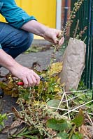 Gardener collecting foxglove seeds from dead plants