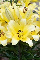 Lilium 'Yamhill' - Oriental trumpet lily