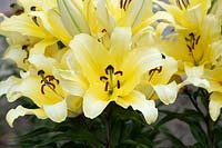 Lilium 'Yamhill' - Oriental trumpet lily