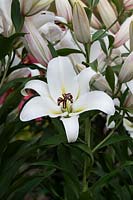 Lilium 'Agostini' - Oriental trumpet lily