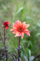 Dahlia 'Waltzing matilda' - Single flowering dahlia