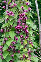 Rhodochiton atrosanguineus - Purple bell vine