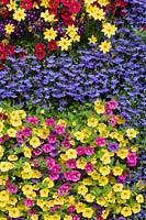 Colourful calibrachoa and lobelia flower wall 