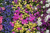 Colourful double flowering Calibrachoa and lobeli wall 