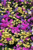 Colourful double flowering Calibrachoa wall 