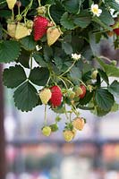 Fragaria x ananassa 'Loran' - Strawberry 'Loran' in a hanging basket.