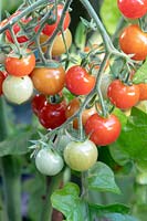 Solanum lycopersicum - Tomato Cherry Baby ripening on the vine