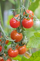 Solanum lycopersicum - Tomato Cherry Baby ripening on the vine
