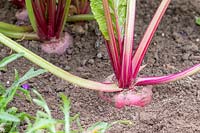 Beetroot Barbabietola di Chioggia growing but ready for harvest